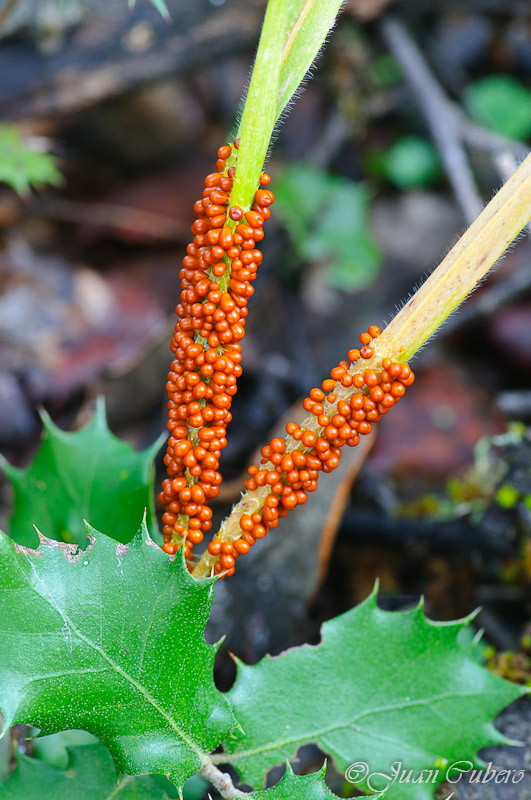 Leocarpus fragilis 3