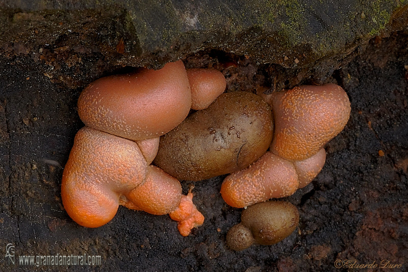 Lycolgala epidendrum fases. Myxomycetes de Granada