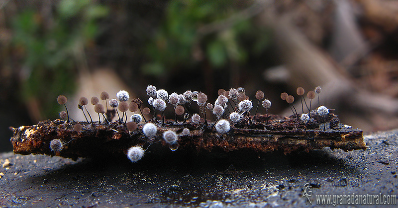 Comatricha sp. . Myxomycetes de Granada