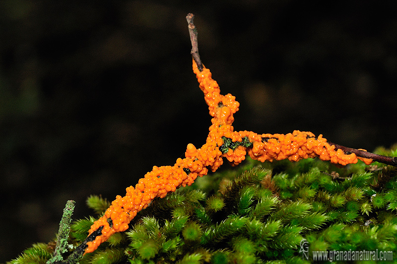 Leocarpus fragilis. Myxomycetes de Granada