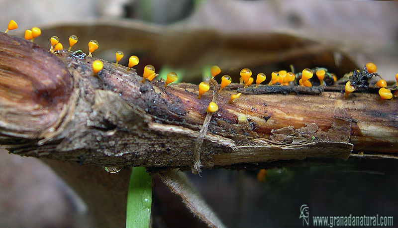 Craterium concinnum 1. Myxomycetes de Granada