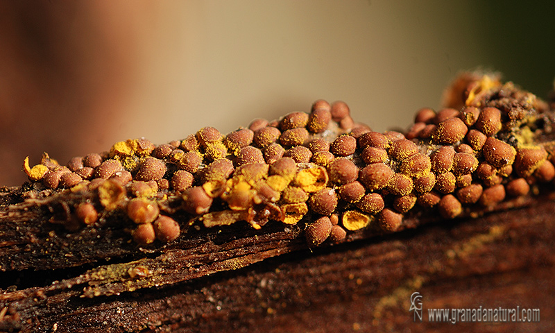 Perichaena corticalis. Mixomycetes de Granada.