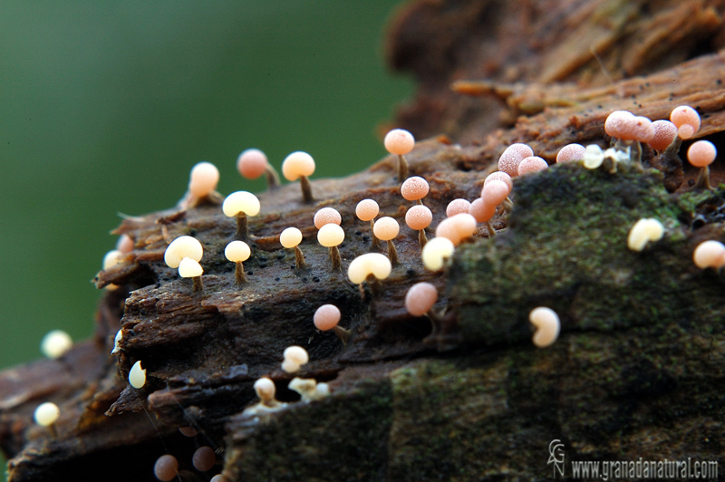 Physarum sp. Myxomycetes de Granada