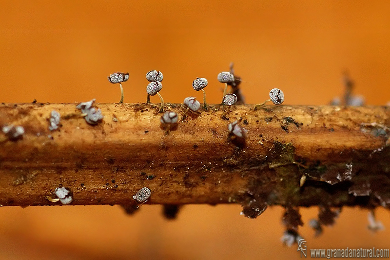 Physarum nutans. Myxomicetos de Granada.