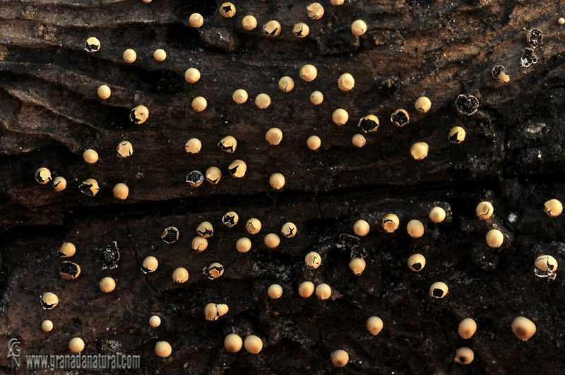 Physarum bruneolum. Myxomycetes de Granada