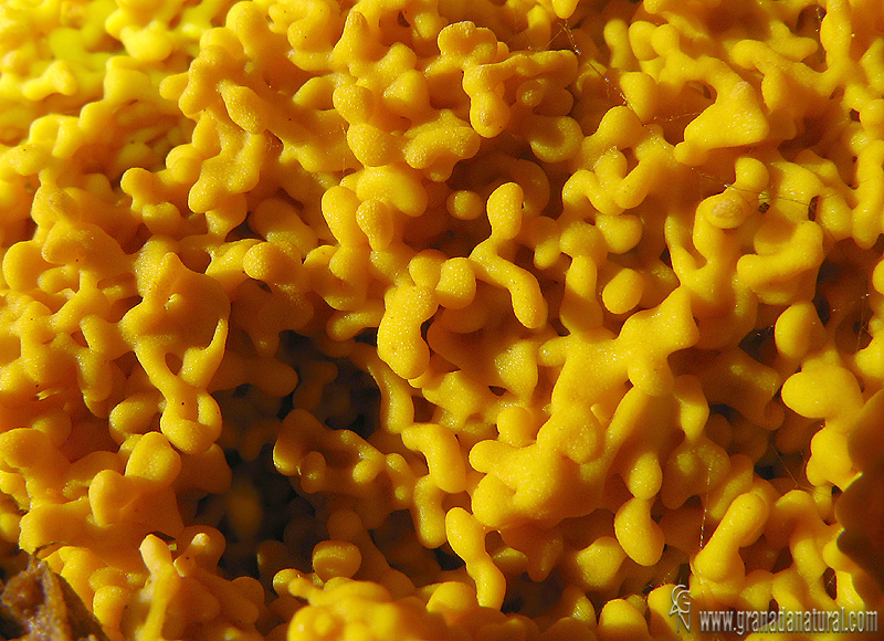 Physarum polycephalum . Myxomycetes de Granada