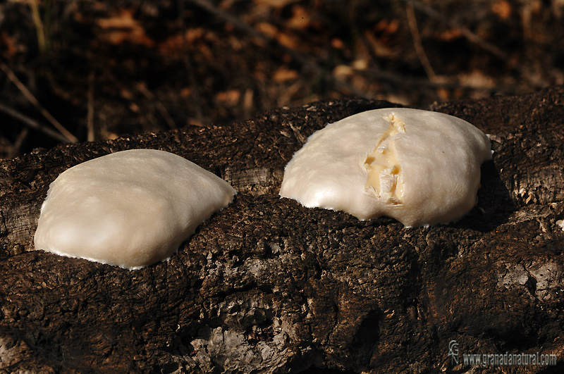 Reticularia lycoperdon. Myxomycetes de Granada