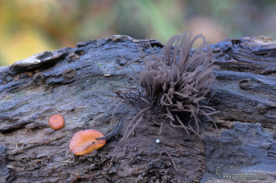 Stemonitis fusca Roth, 1787.Myxomycetes de Granada