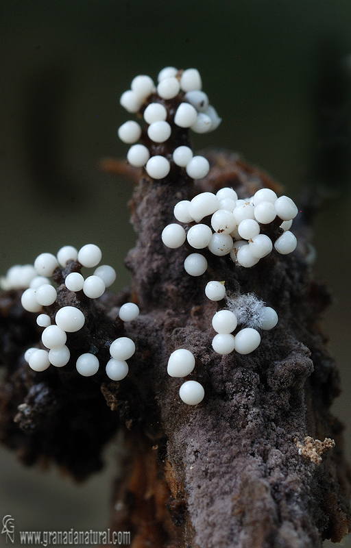 Trichia varia ( fase juvenil)