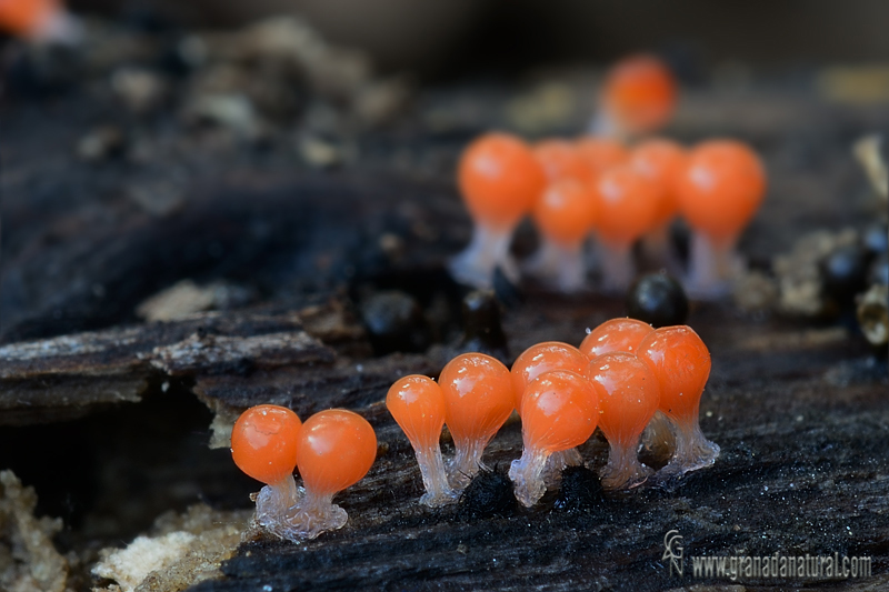 Trichia decipiens (Pers.) T. Macbr. Myxomycetes de Granada