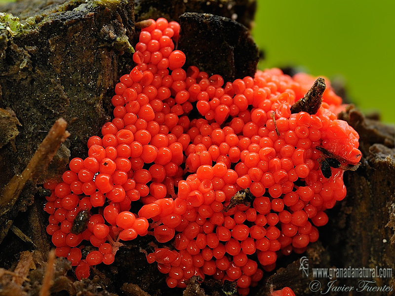 Trichia decipiens. Myxomycetes de Granada