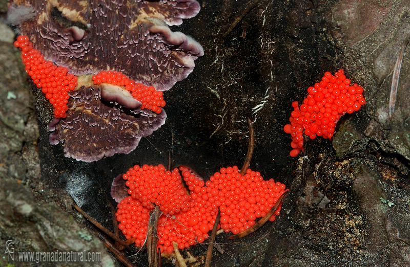 Trichia decipiens 1. Myxomycetes de Granada.