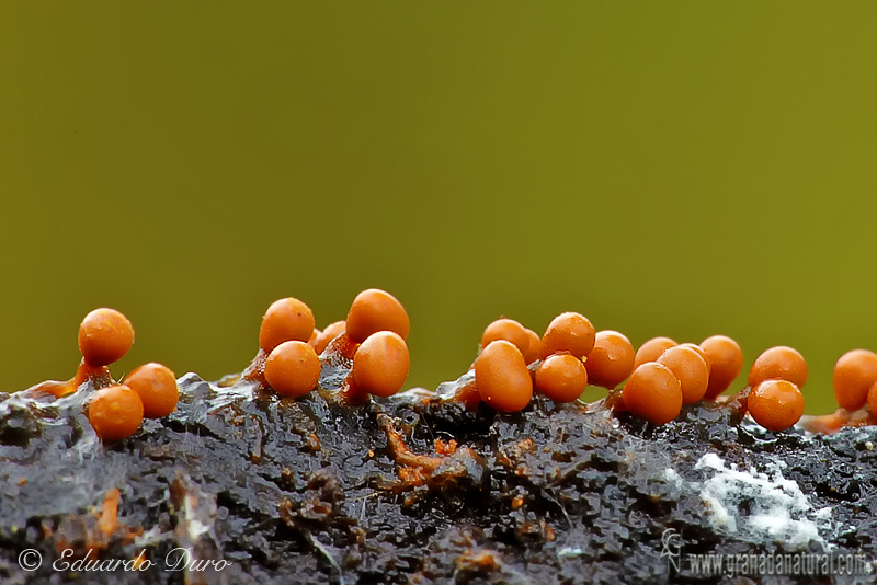 Trichia varia ( fase adulta). Myxomycetes de Granada