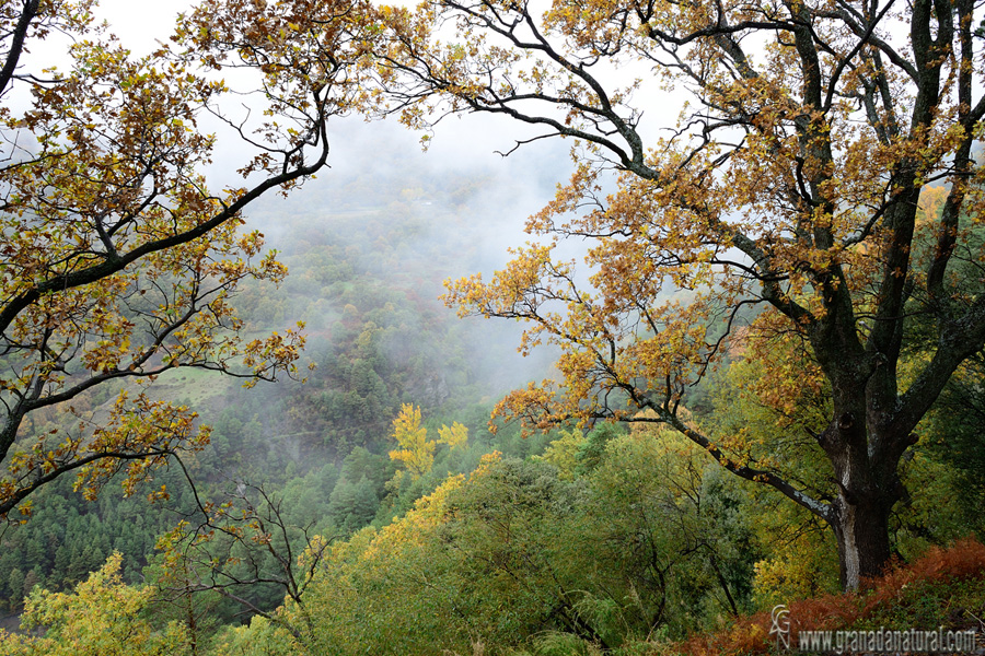 Otoño en el Sulayr (Cáñar). Paisajes de Granada