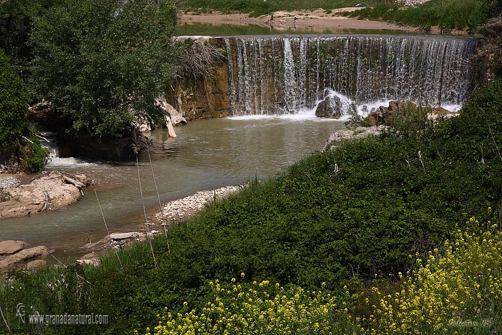 Río Velilos ( Olivares)