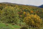 Sulayr tramo 4: Otoño en el Robledal de Cáñar. Paisajes de Granada