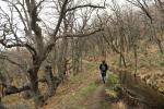 Entre robles: Acequia de Almiar (Sierra Nevada)