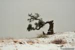 Alcornoque  nevado de la Haza del Lino