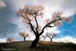 Almendros en Torvizcón ( La Alpujarra)