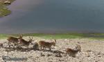 Cabras monteses en la laguna de Río Seco. Sierra Nevada