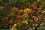 Otoño en el Camarate