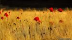 Campo con amapolas