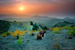 Amanecer entre viñedos en la Contraviesa granadina