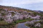 Almendros en Torvizcón. Paisajes de Granada