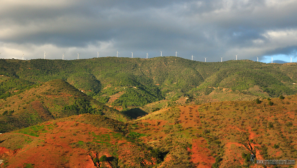 Alcornocal de Lújar.