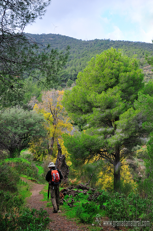 En busca de los olmos del Alcornocal de Lújar. En Memorira del Alcornocal