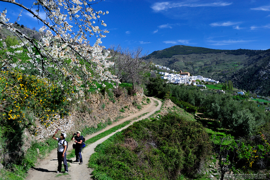 Alcútar (Bérchules)