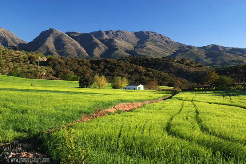 Tierras de Alhama (Parque natural de Almijara, Tejeda, Alhama. 