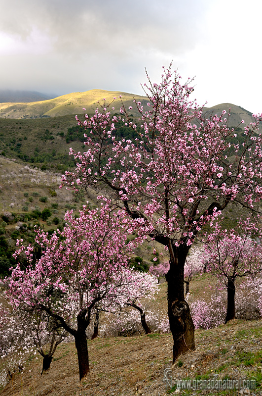 Almendros en Alcázar . Paisajes de Granada