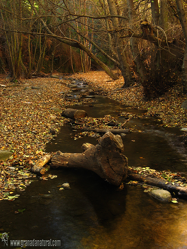 Barranco del río Alhorí