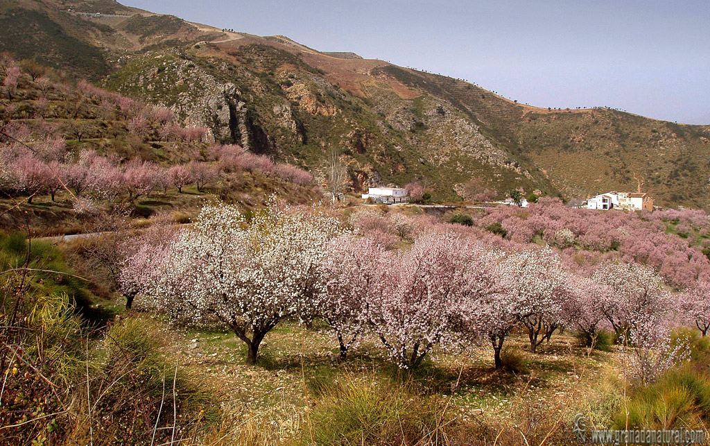 Primavera en el barranco del Alhayón