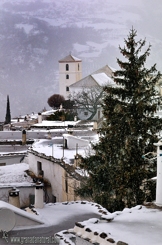 Bubin nevado (Barranco del Poqueira- Alpujarra).