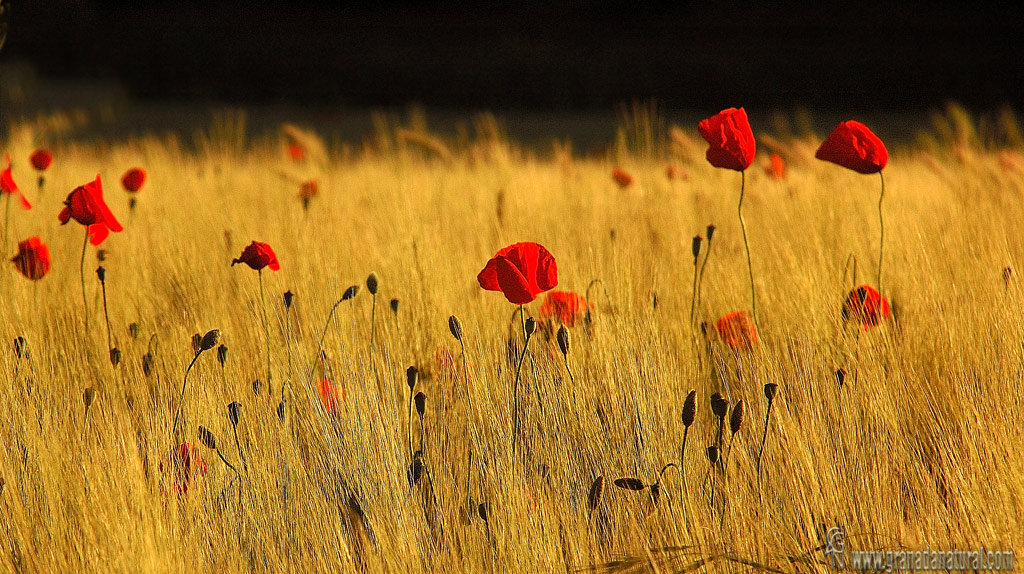 Campo con amapolas