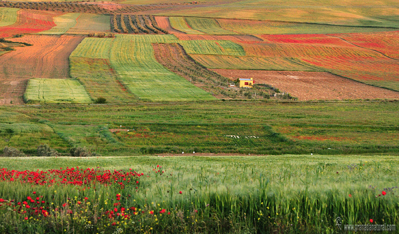 Campos de Escúzar.