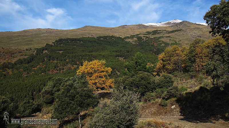 Cerrillo Redondo ( Sierra Nevada).