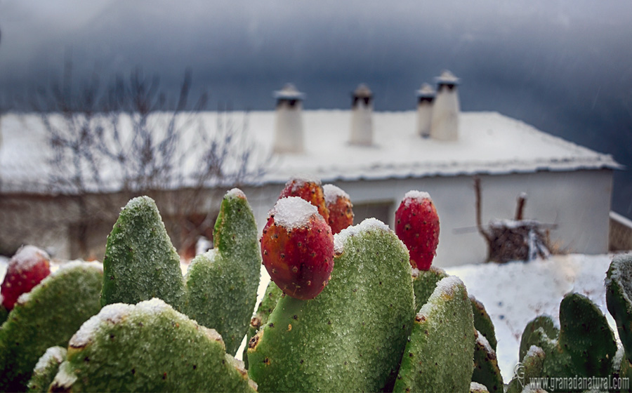 Chumbera, chimenea y nieve (Pitres).Paisajes de Granada