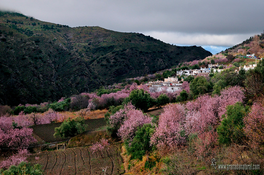 Fondales entre almendros (Ruta Medieval)