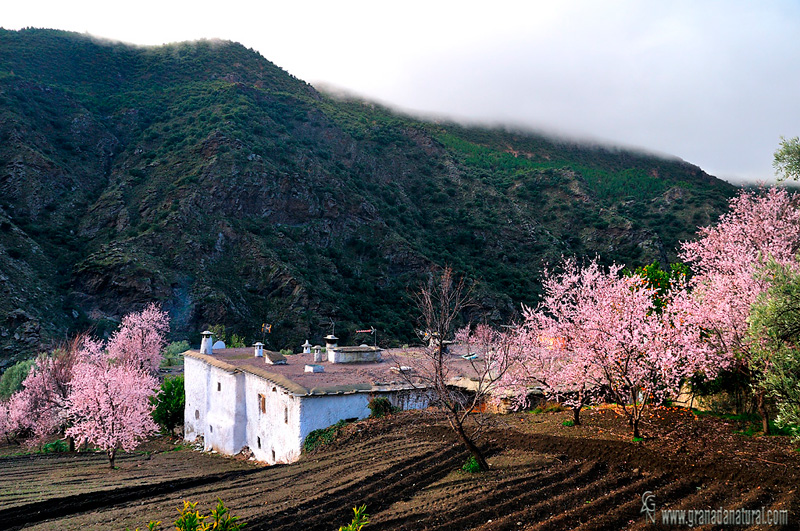 Almendros en flor en Fondales (Ruta Medieval)