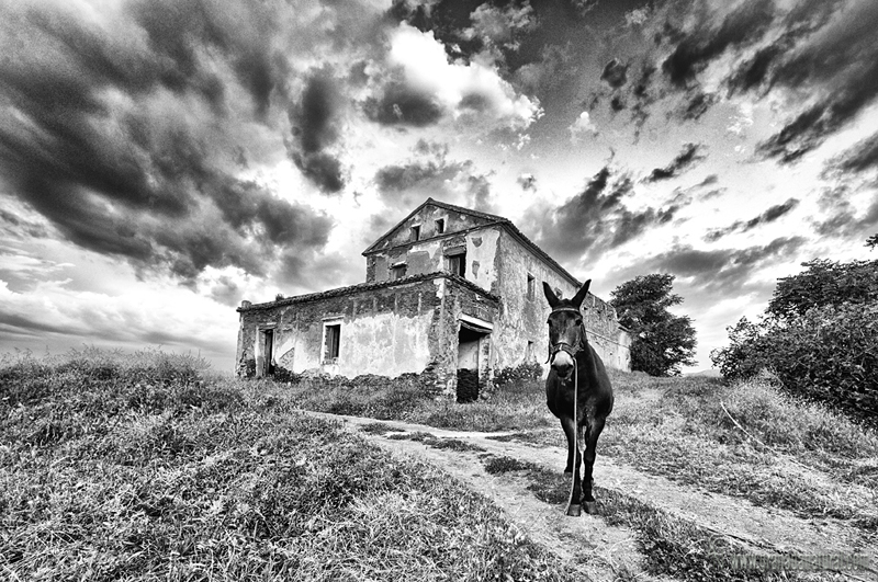 Mulo en Haza del Lino (Contraviesa). Paisajes de la Alpujarra