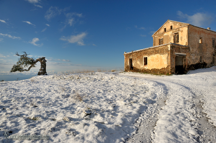 Cortijo y alcornoque de Haza del Lino nevado. Paisajes de Granada