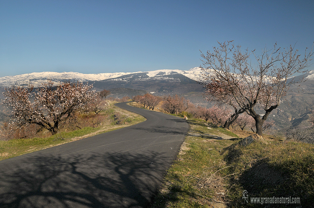 Primavera en la Alpujarra baja