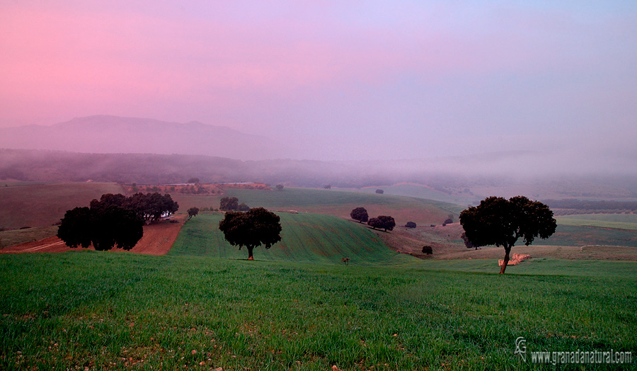 Niebla en Júrtiga (Alhama de Granada)