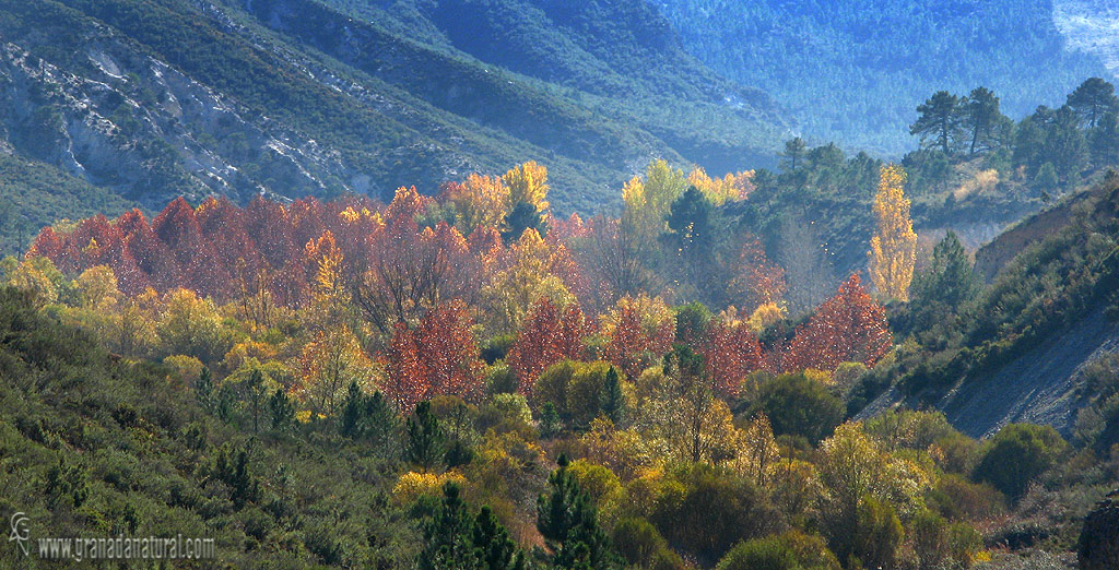 La Resinera en Otoño