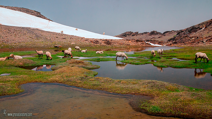 Lagunillos de la Virgen. Lagunas de Sierra Nevada.