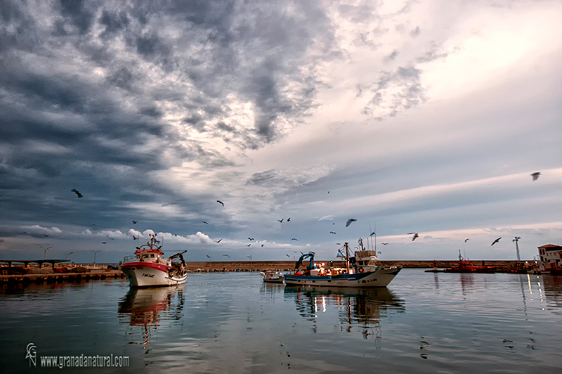 Puerto pesquero de Motril. Barcos