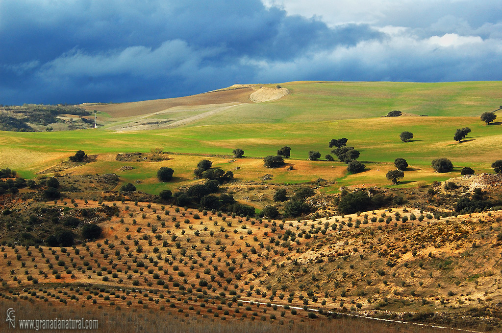 Tierras de Alhama